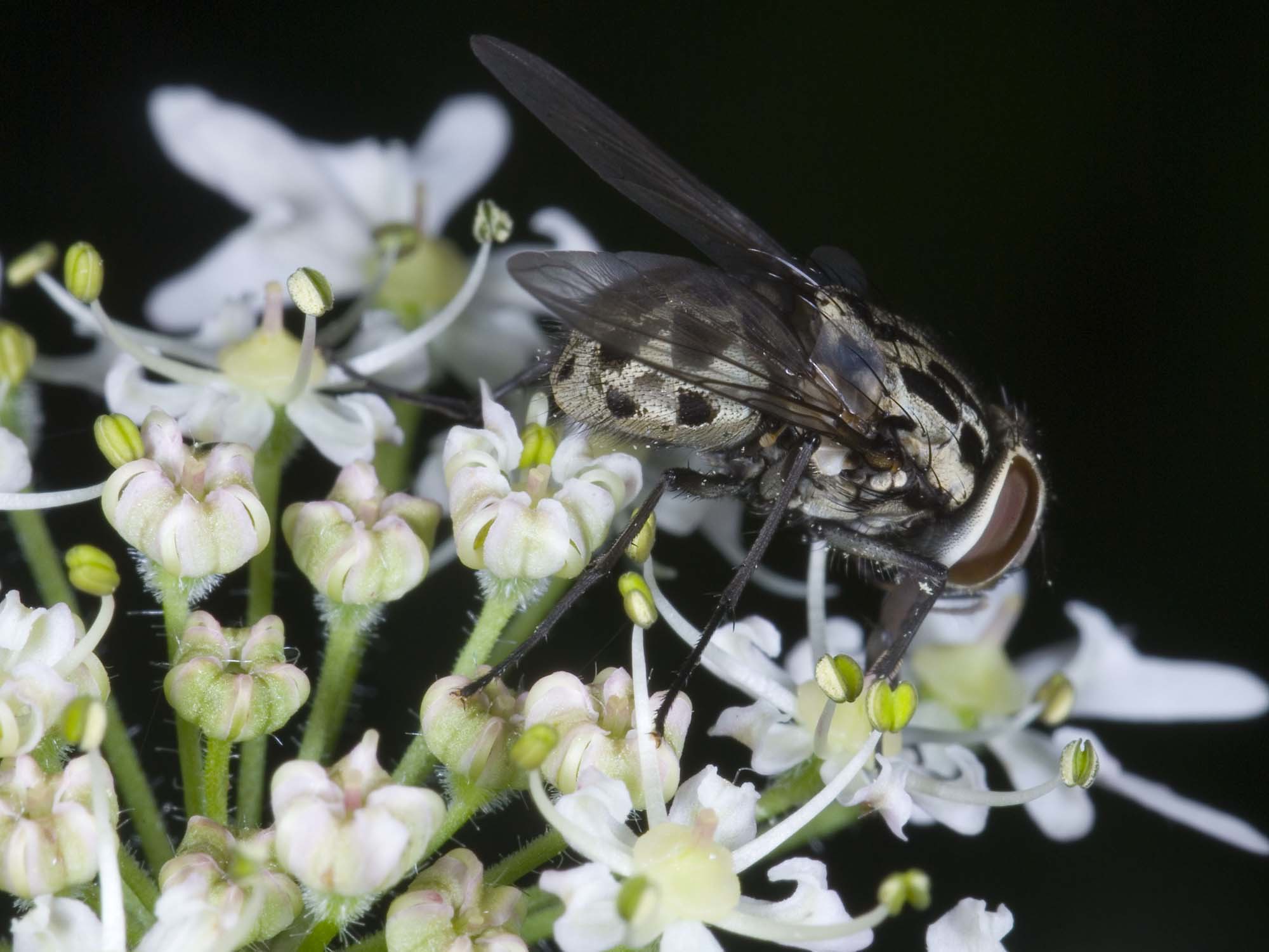 Graphomya maculata