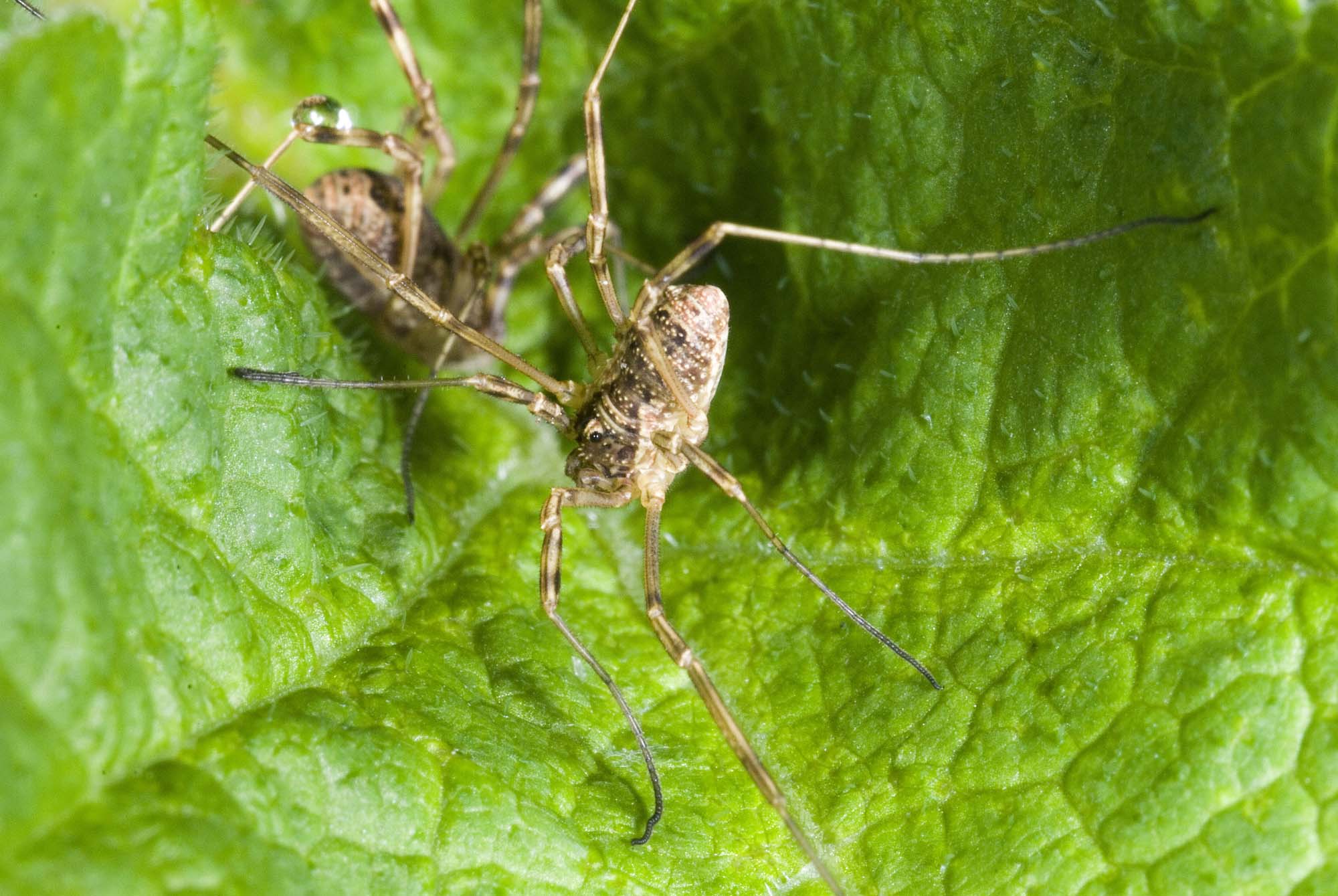 Oligolophus tridens