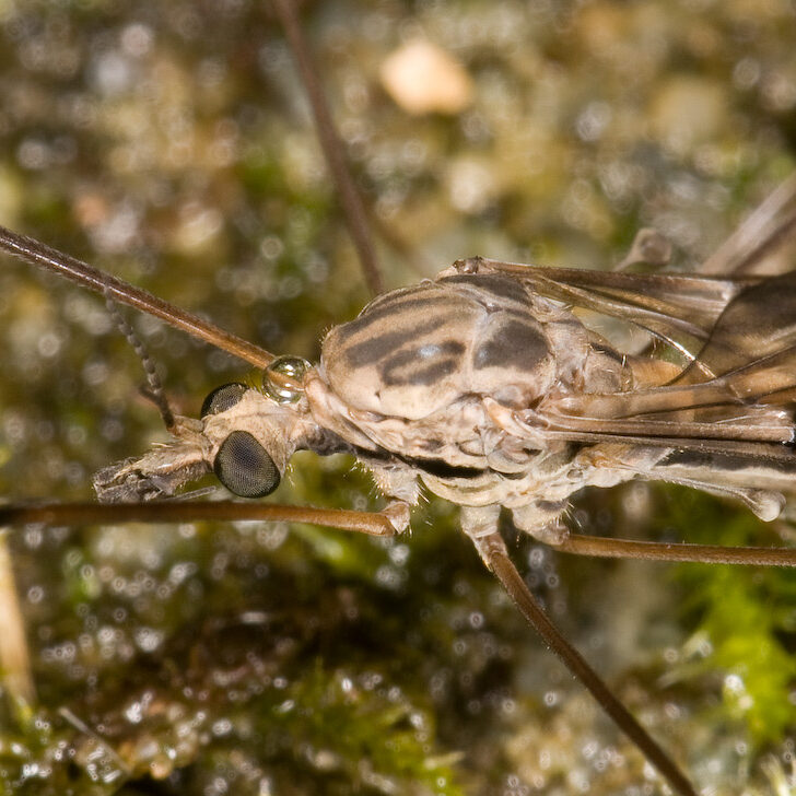 Tipula rufina