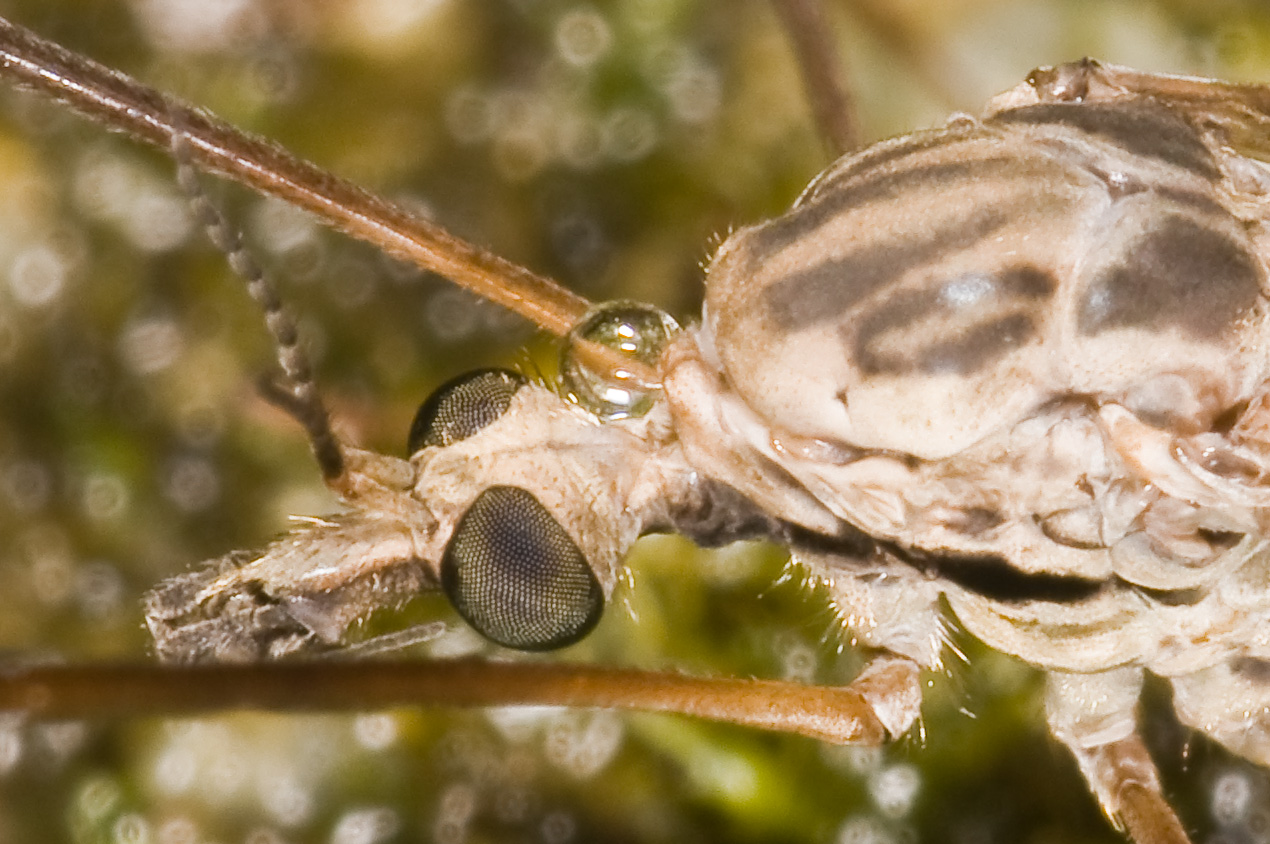 Tipula rufina