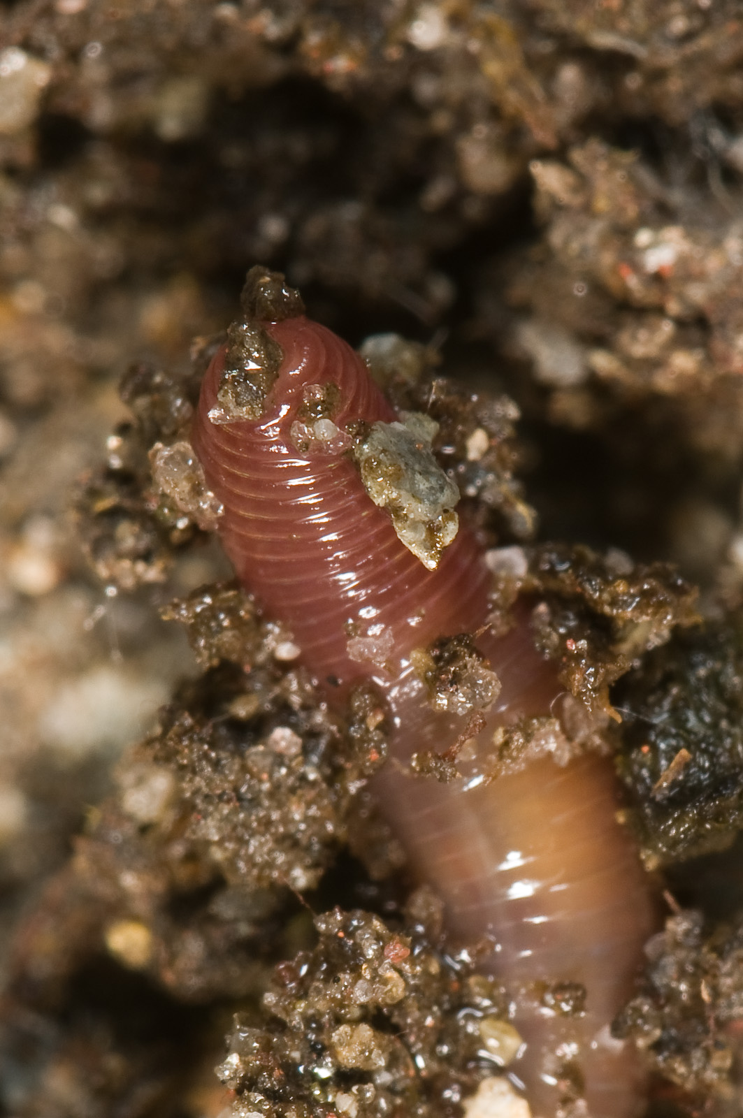 Lumbricus terrestris