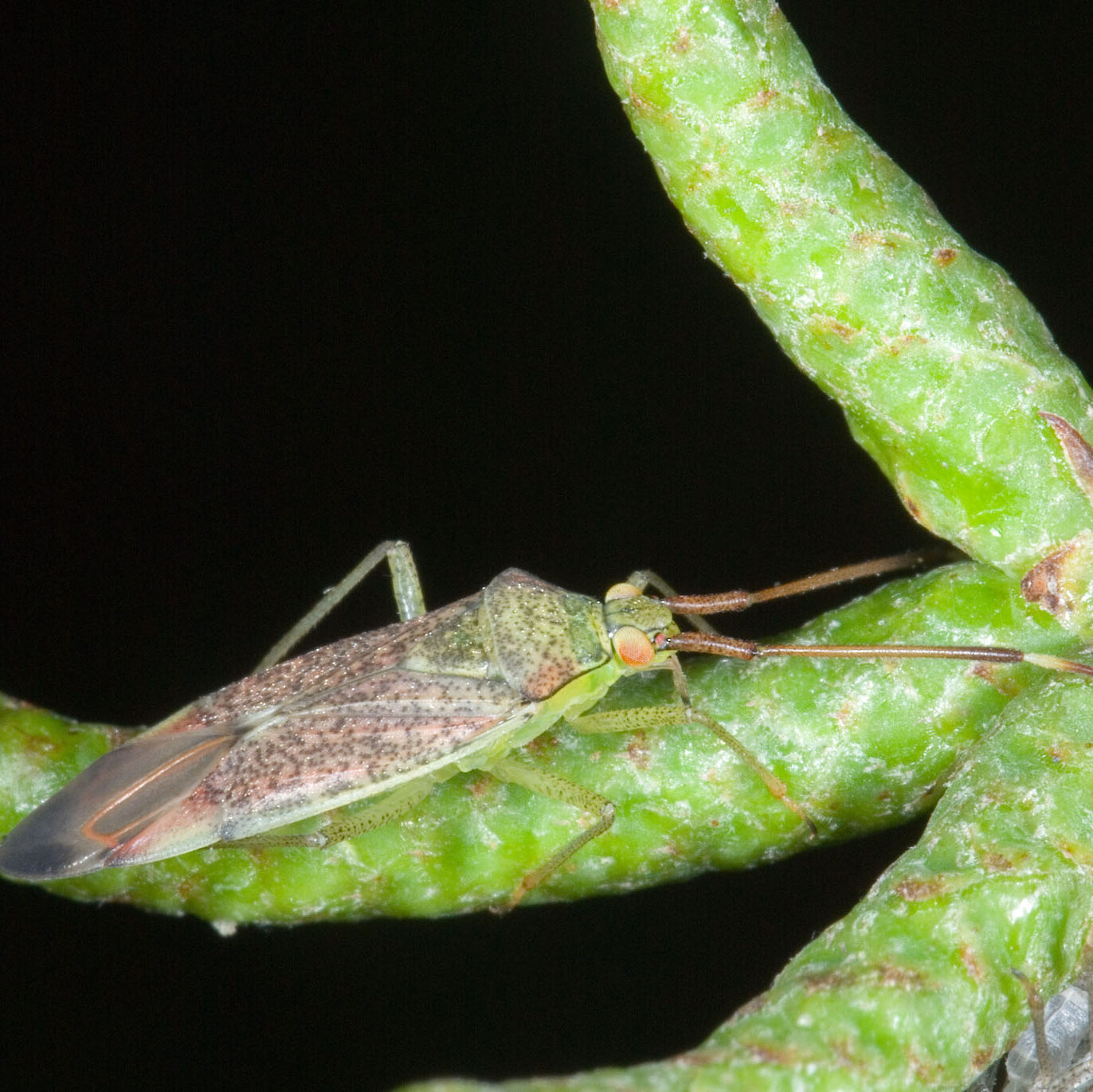 Pantilius tunicatus