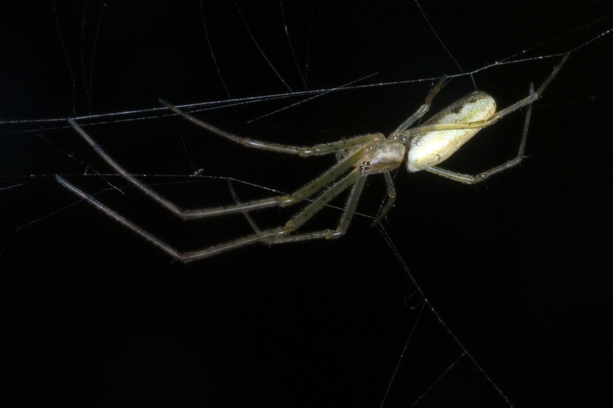 Tetragnatha extensa