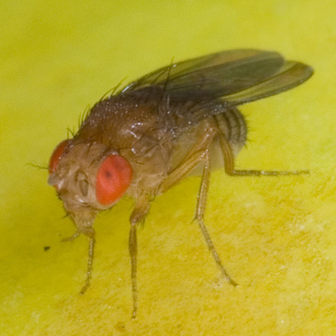 Drosophila sp.