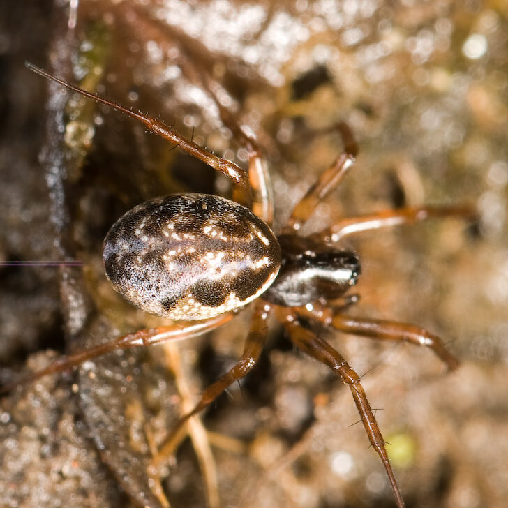 Neriene clathrata