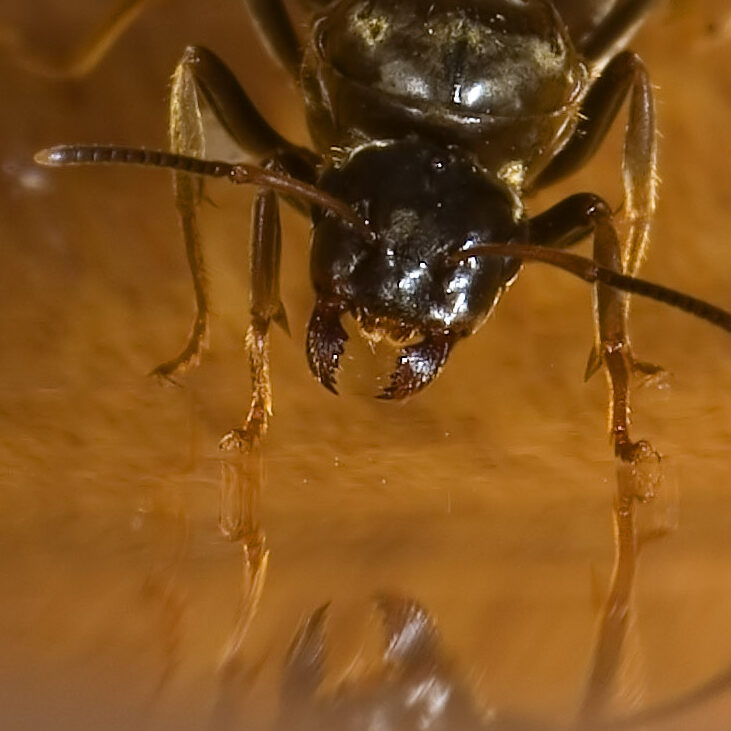 Lasius niger