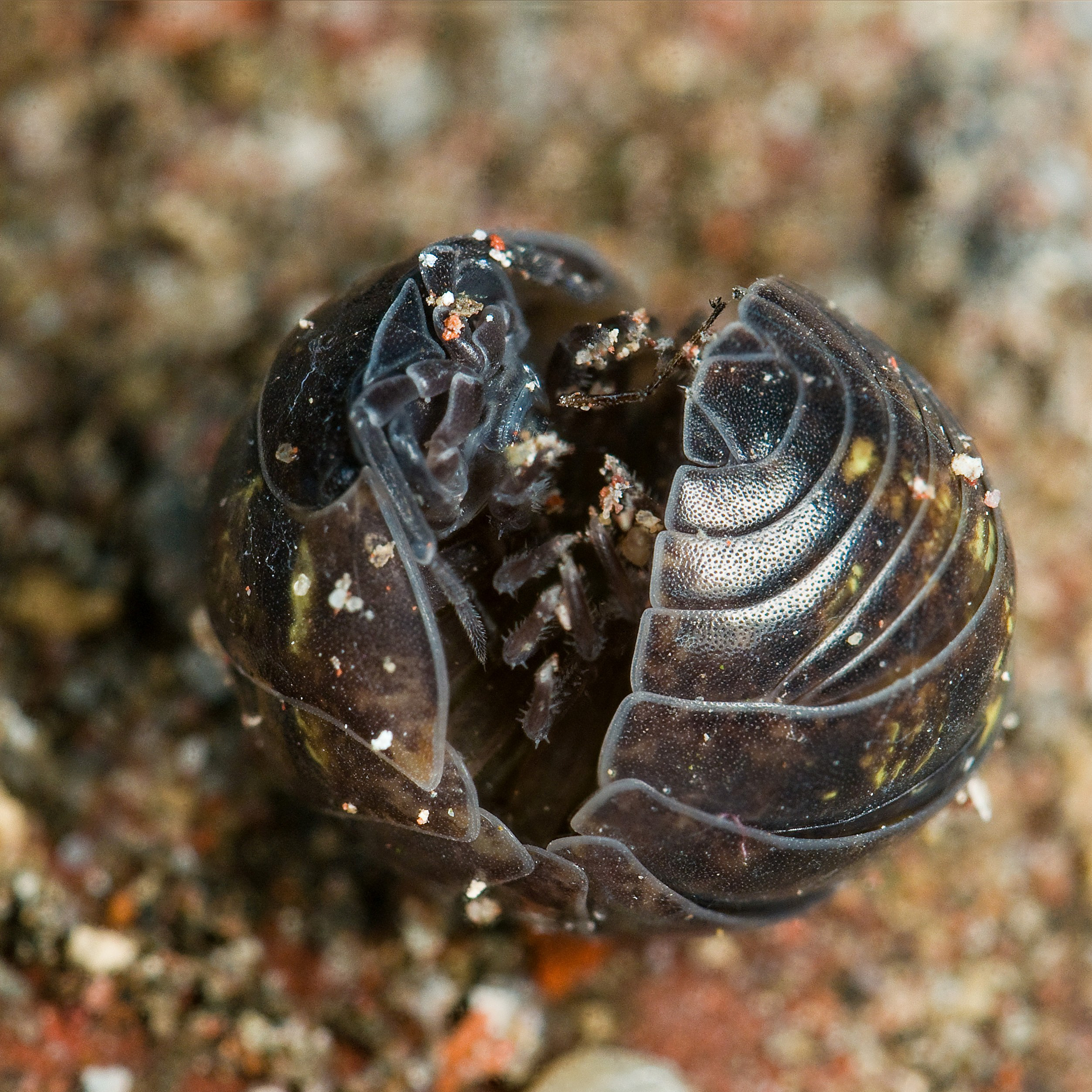 Armadillidium vulgare