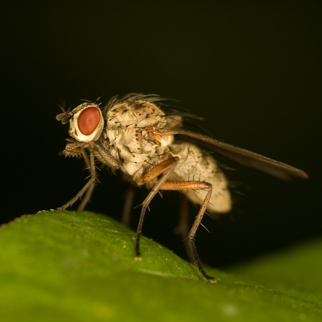 Hylemya sp.