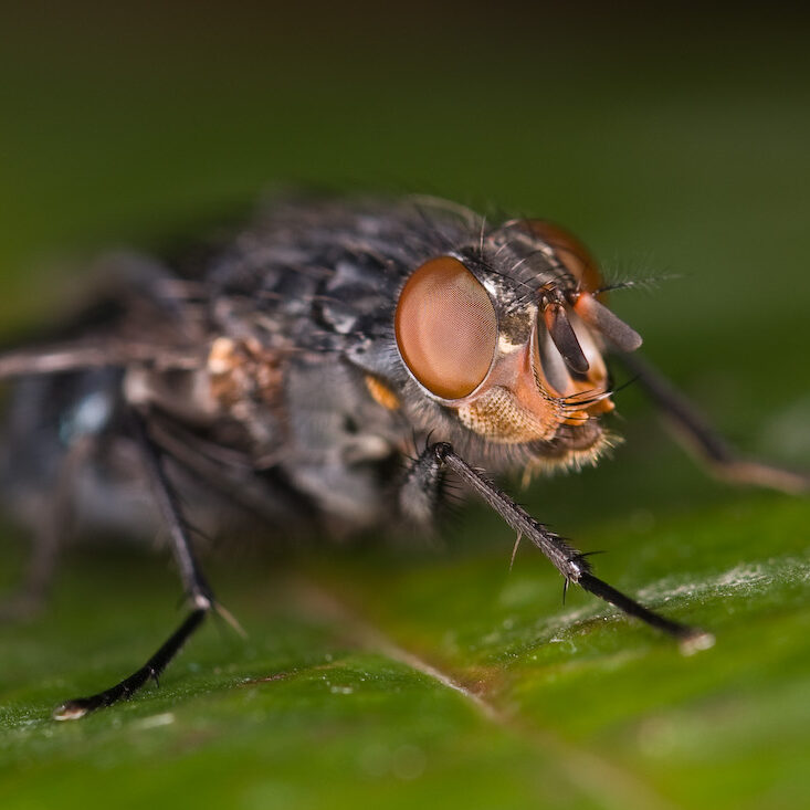 Calliphora vicina