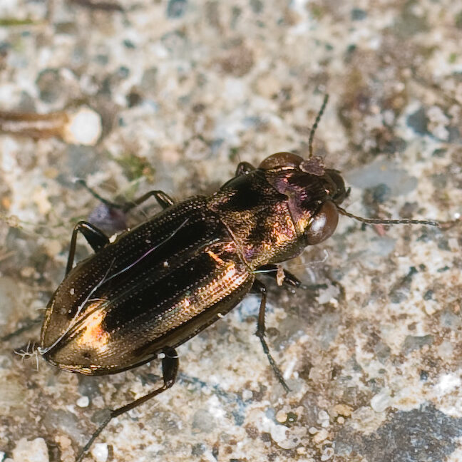 Notiophilus substriatus