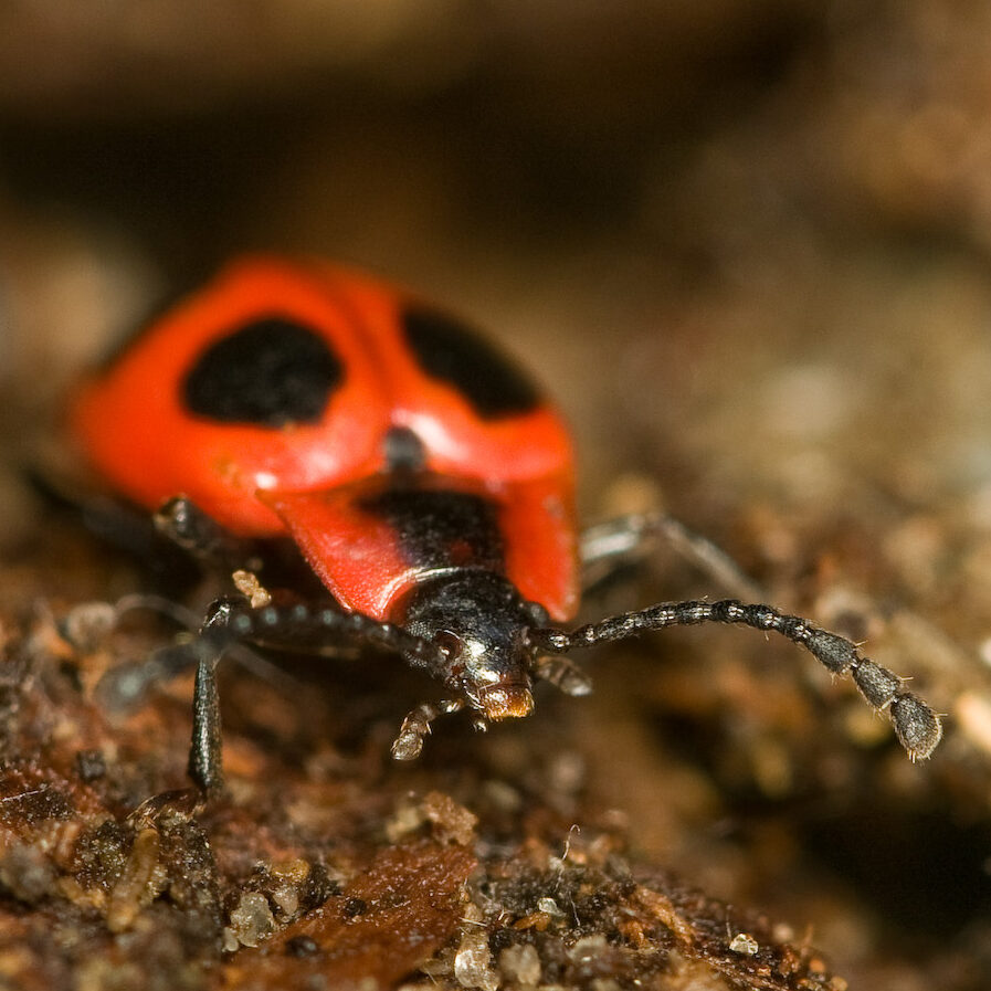 Endomychus coccineus