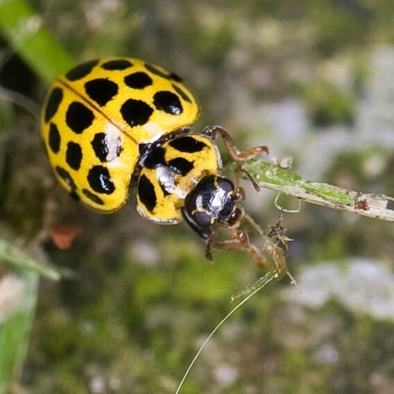 Psyllobora vigintiduopunctata