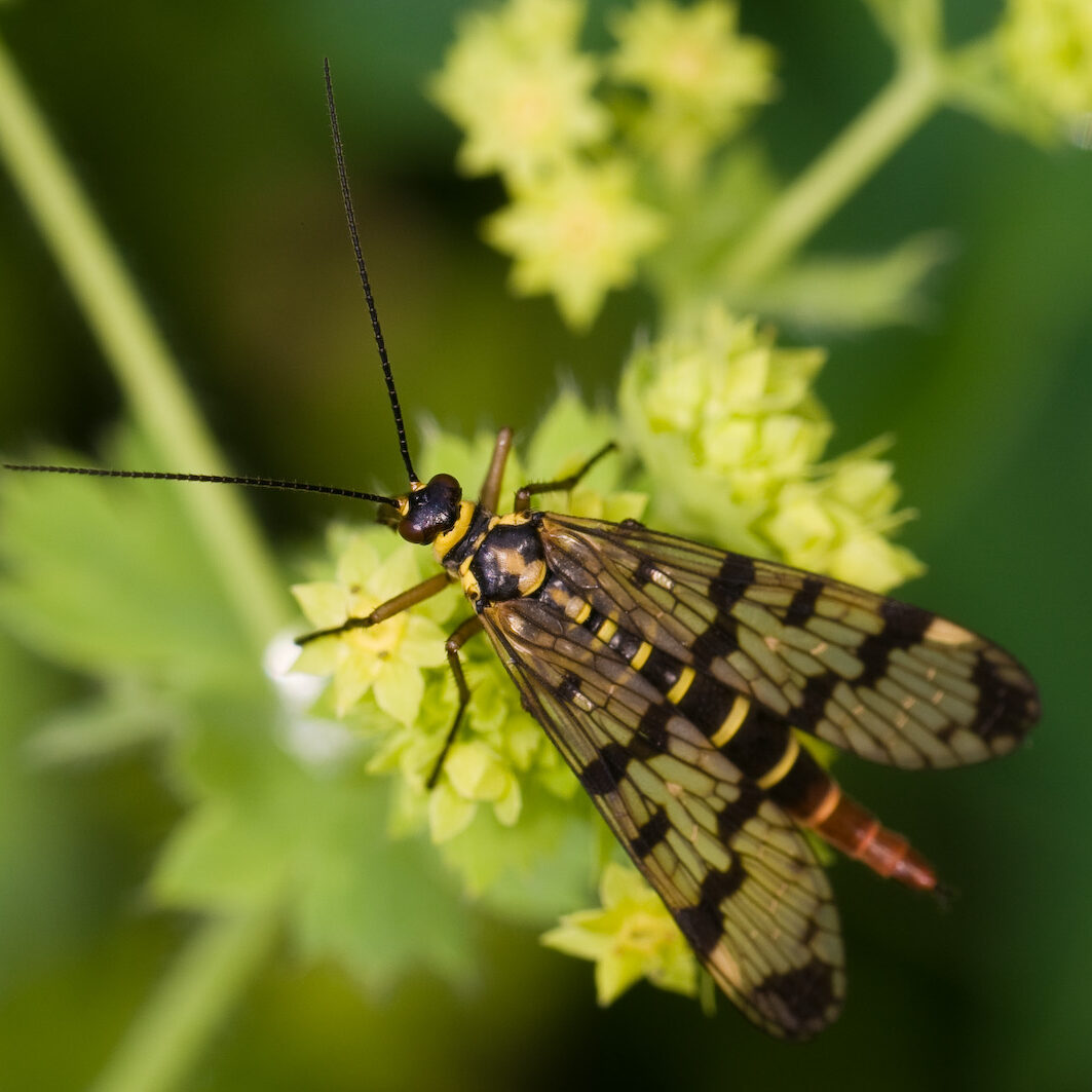 Panorpa vulgaris