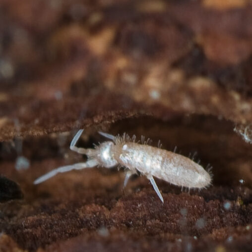 Heteromorus nitidus