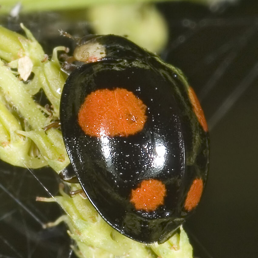 Harmonia axyridis