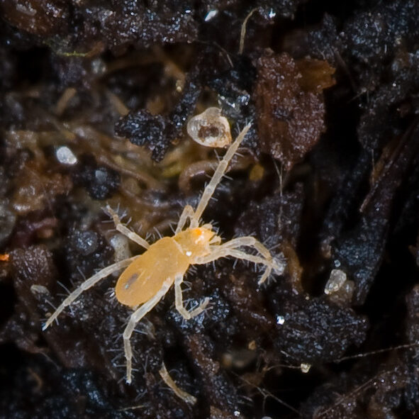 Rhagidiida sp.