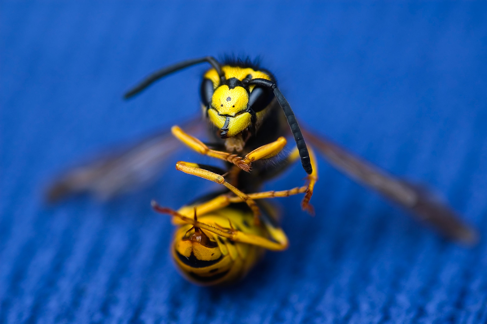 Vespula germanica