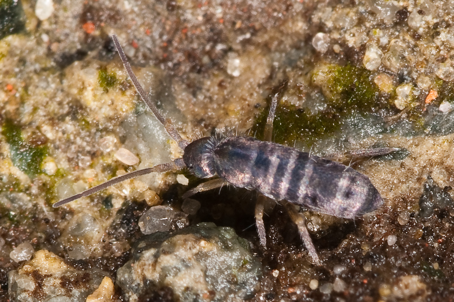 Tomocerus vulgaris