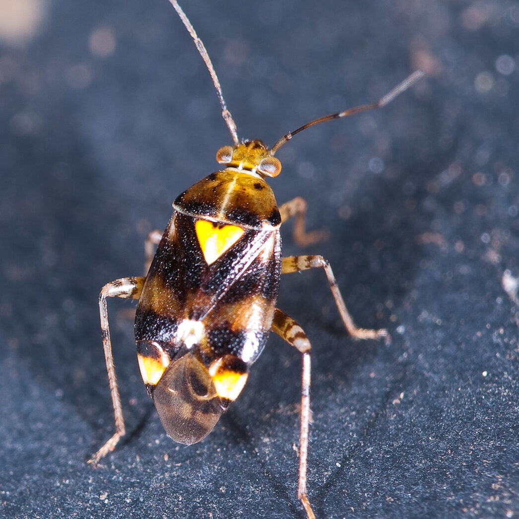 Liocoris tripustulatus