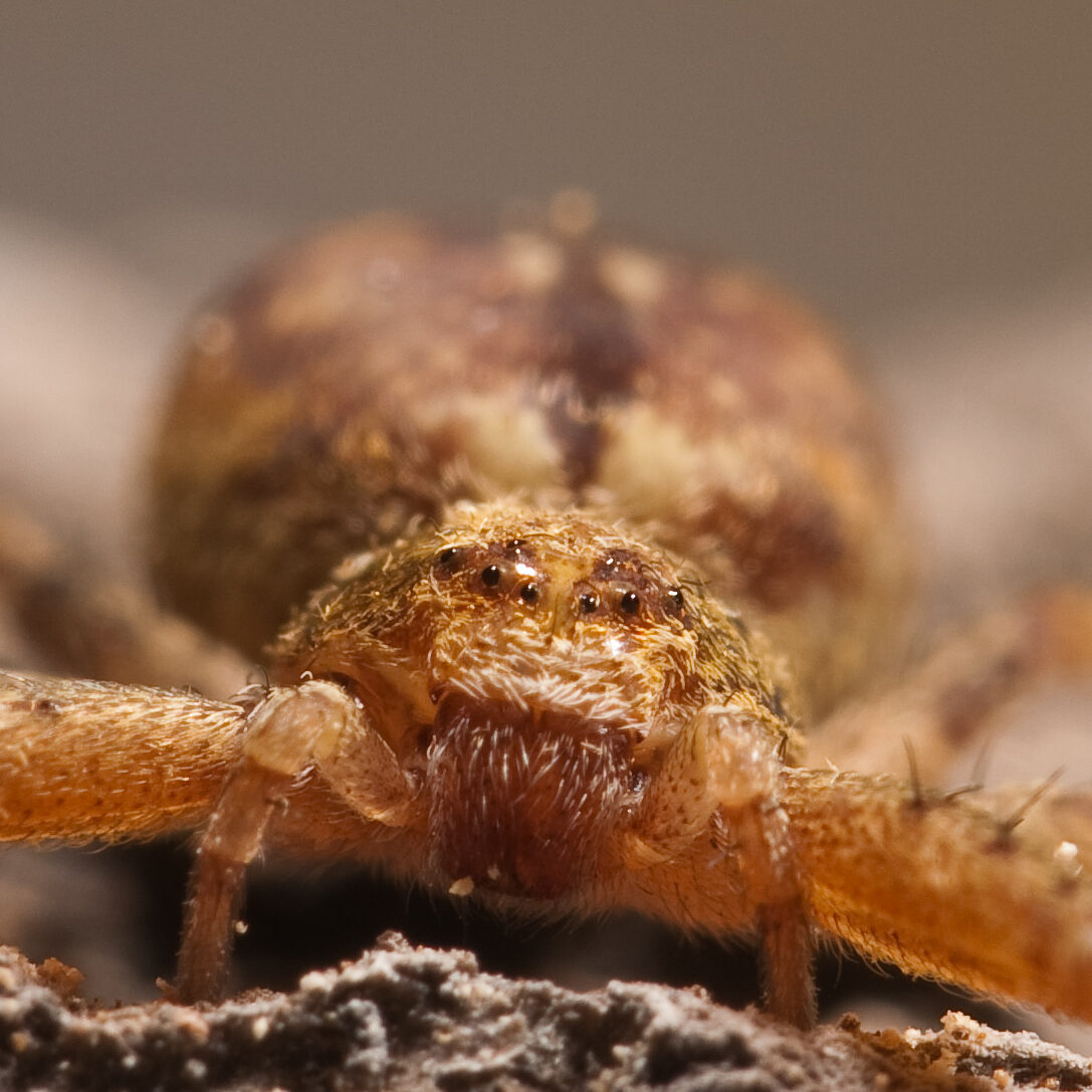 Philodromus cespitum