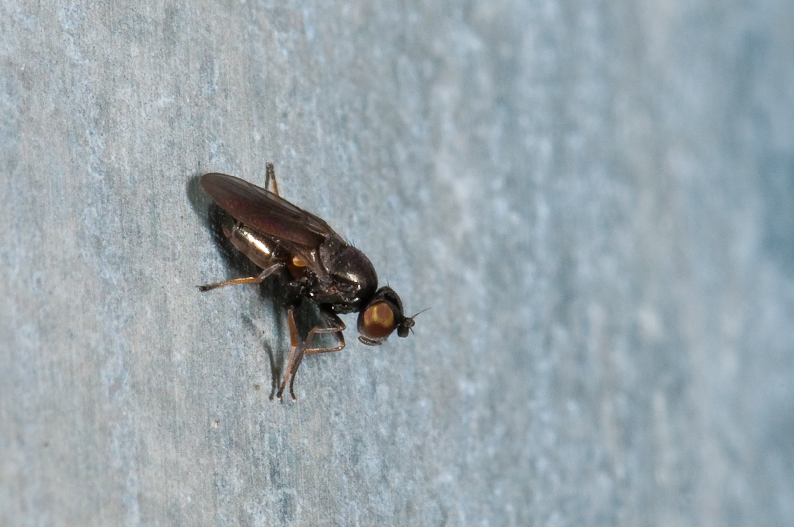 Sepsida sp.