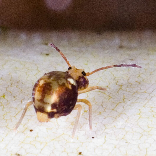 Dicyrtomina saundersi