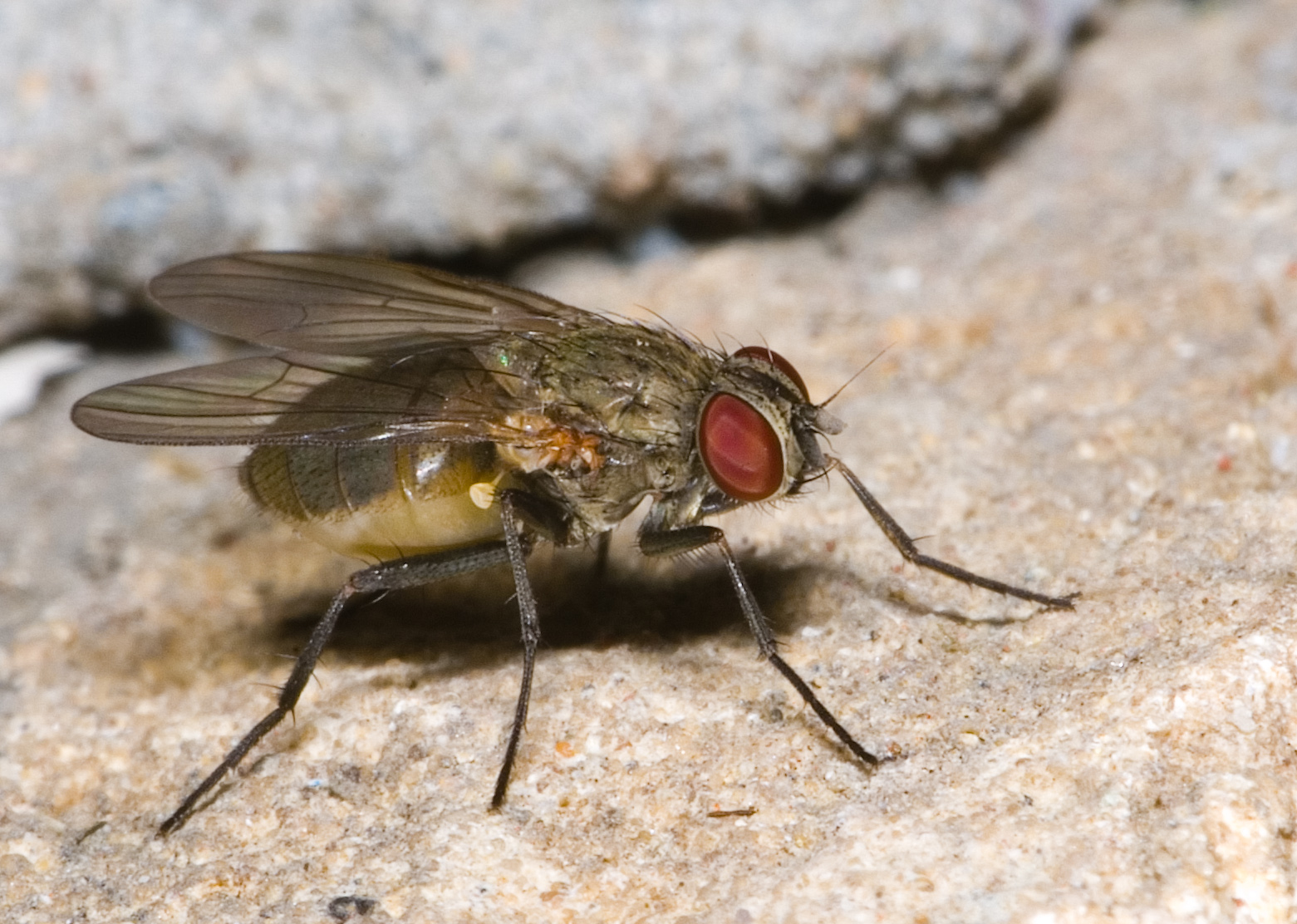 Musca domestica