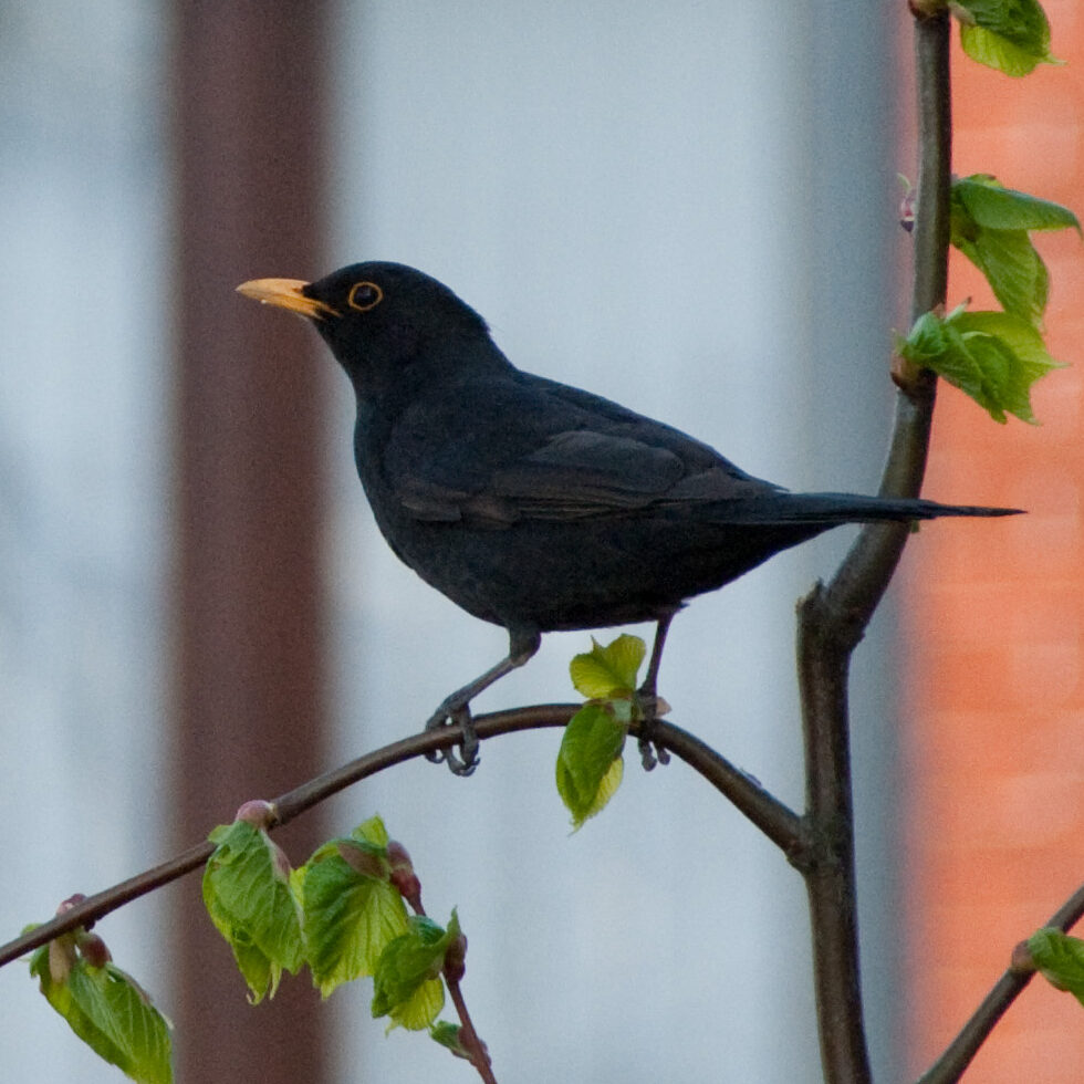 Turdus merula