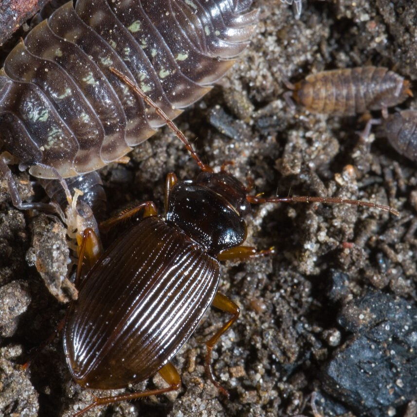 Nebria brevicollis