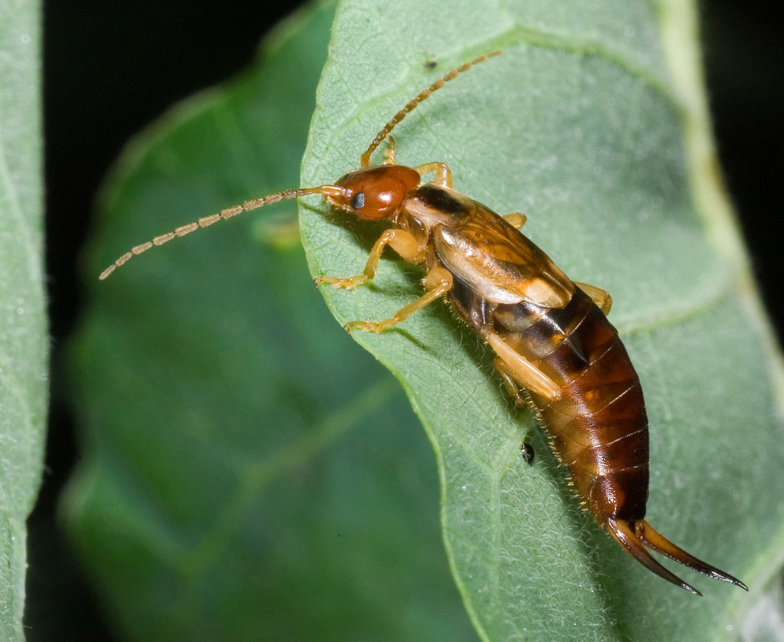 Forficula auricularia