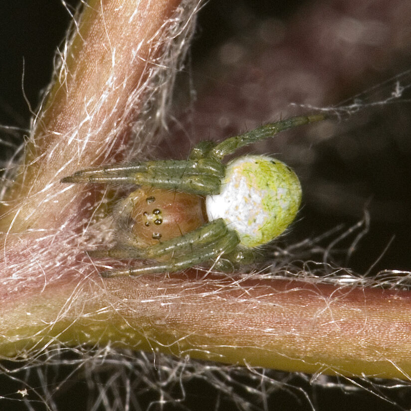 Araniella cucurbitina