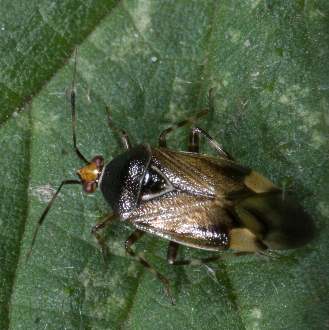 Deraeocoris flavilinea