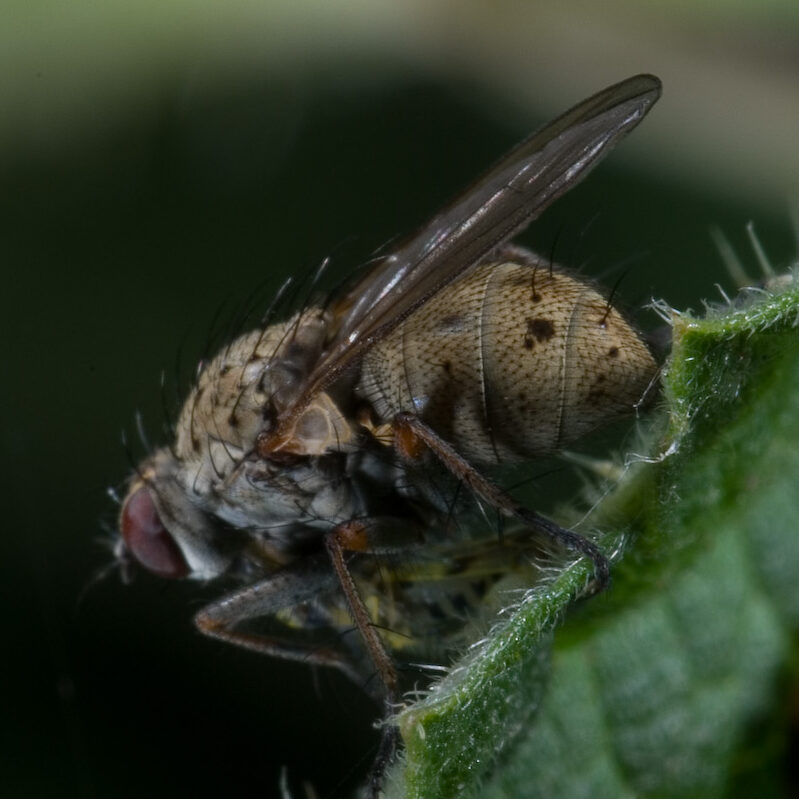 Coenosia tigrina