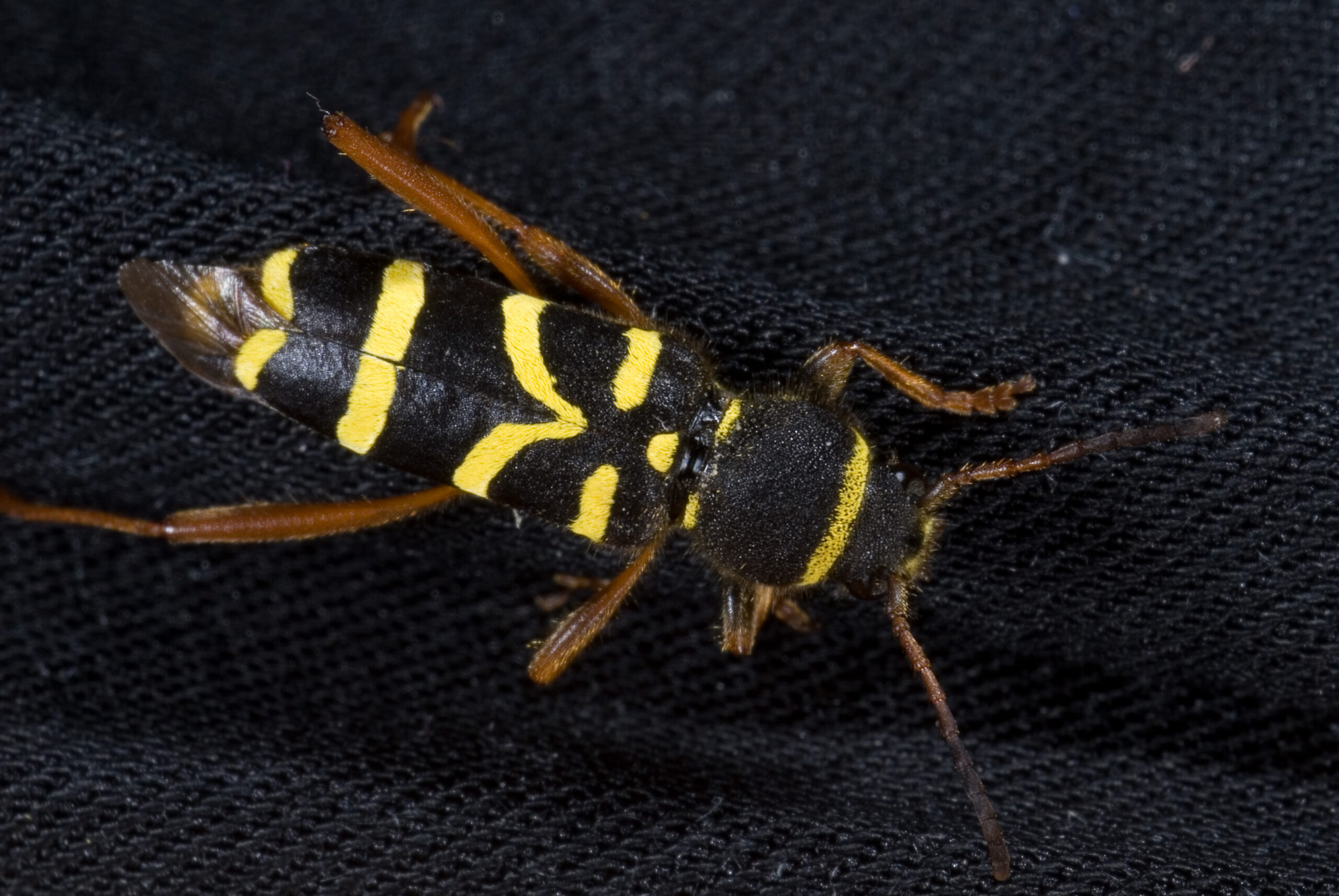 Clytus arietis