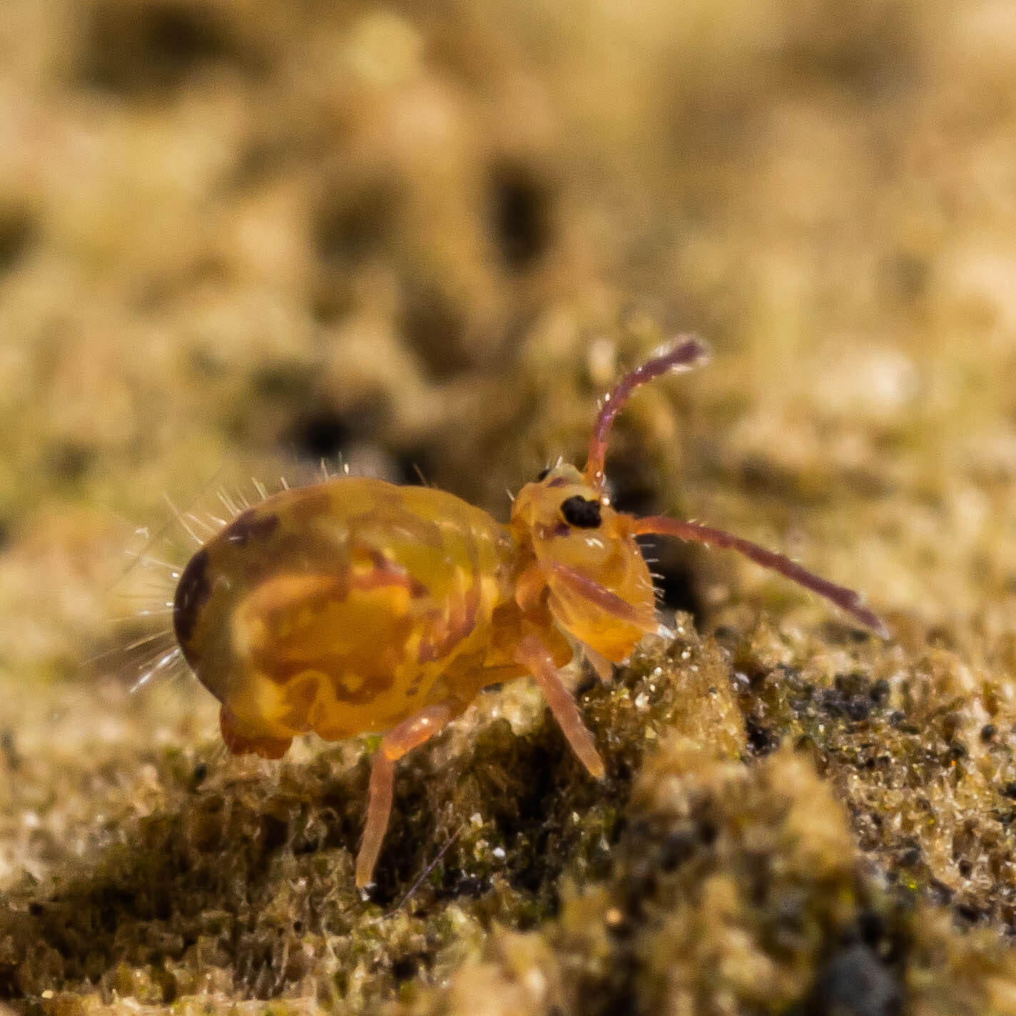 Dicyrtomina ornata