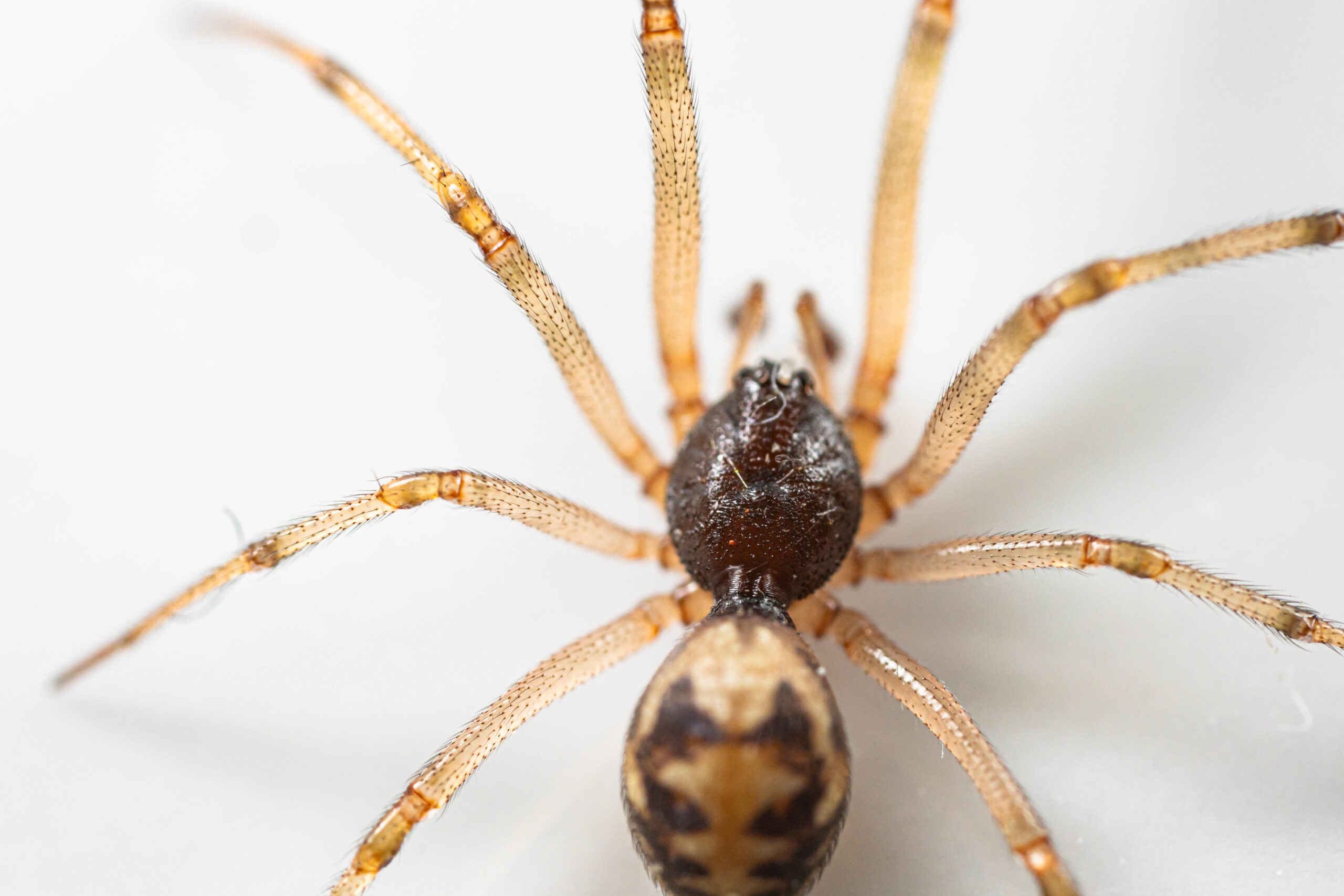 Steatoda triangulosa