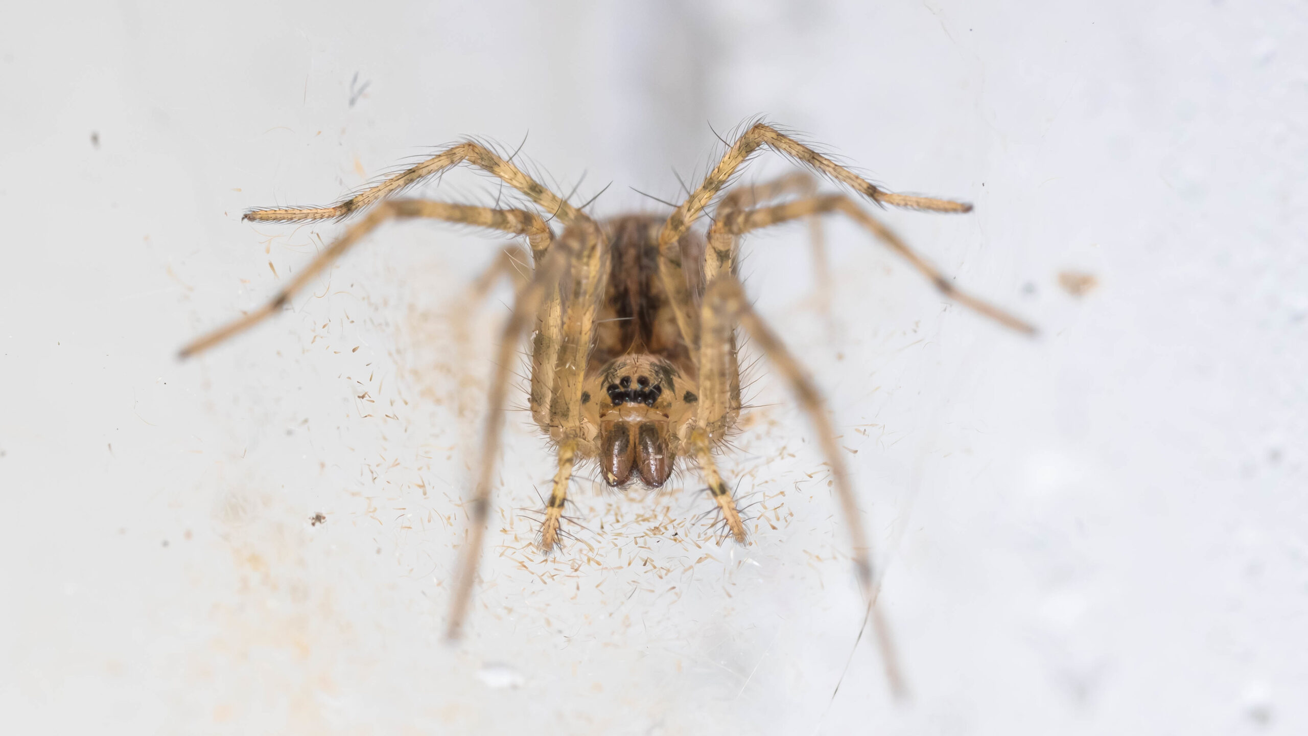 Tegenaria domestica