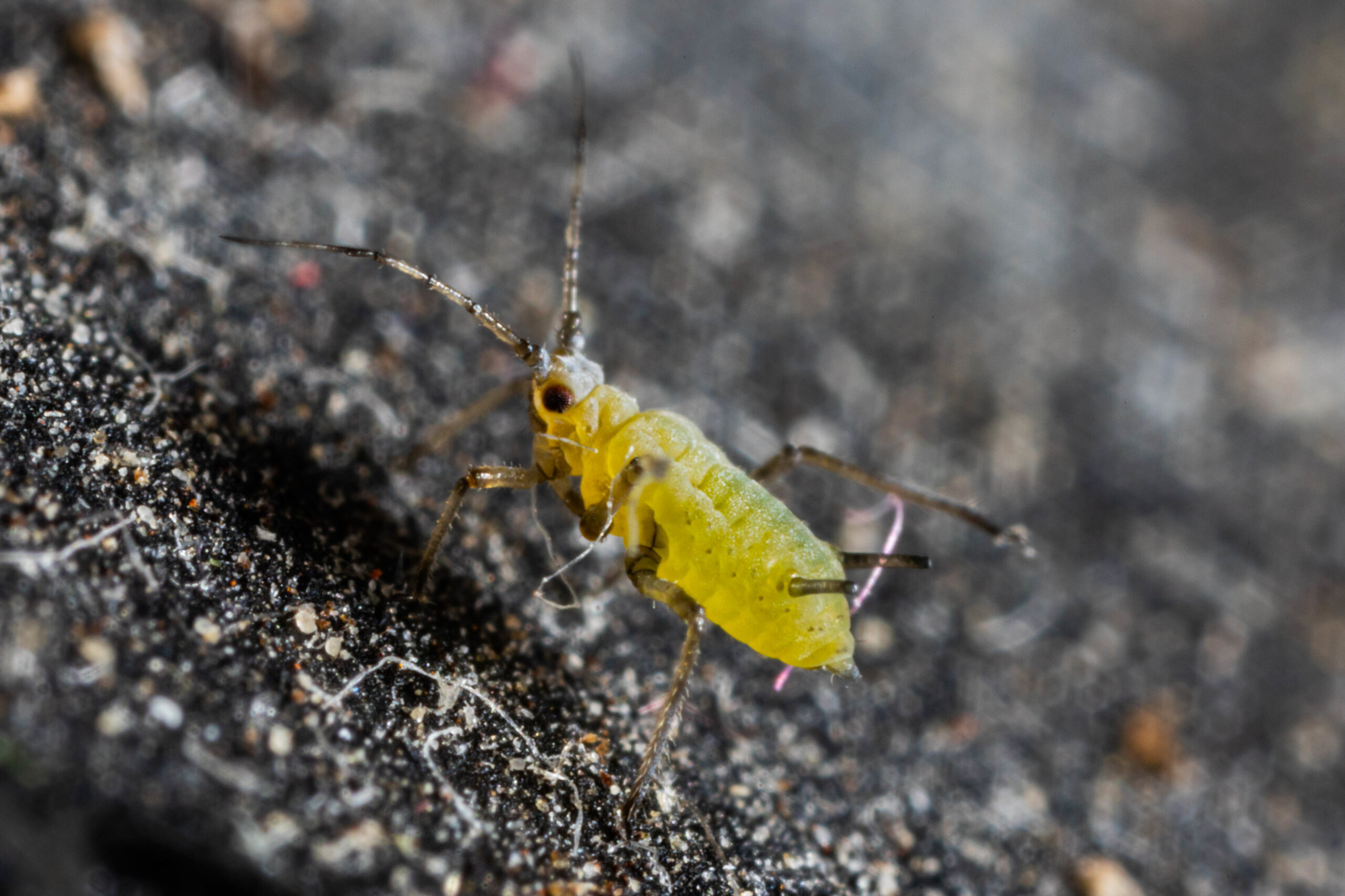 Macrosiphum rosae