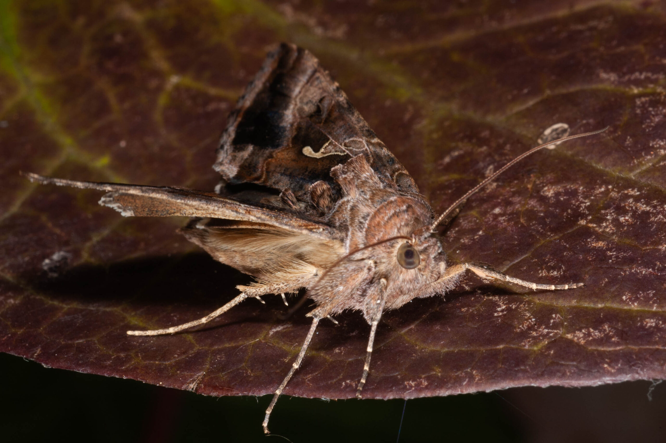 Autographa gamma