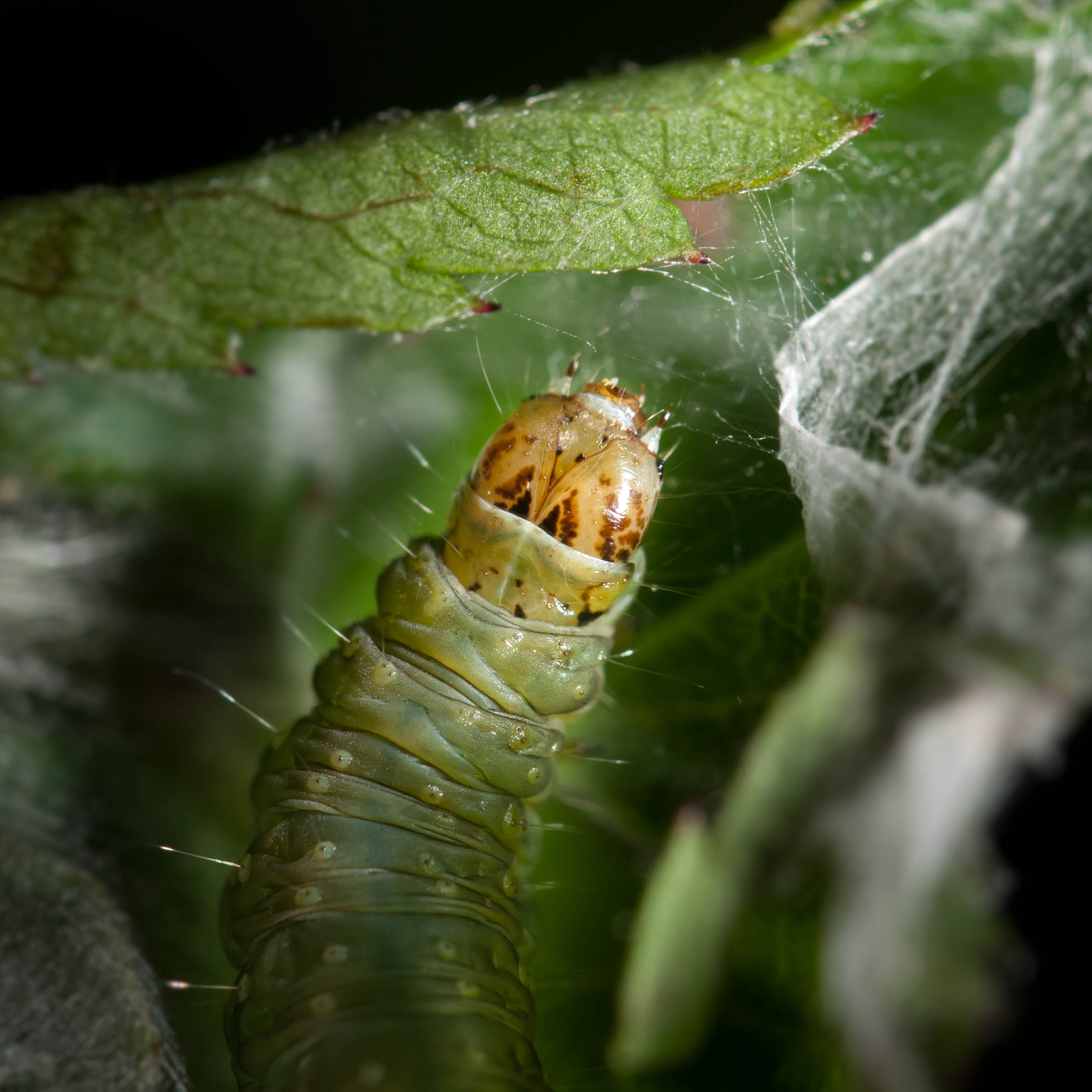 Cacoecimorpha pronubana