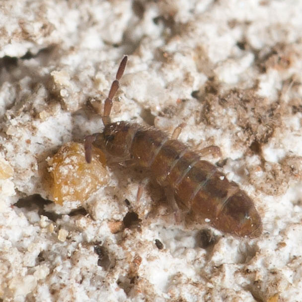 Isotomurus palustris