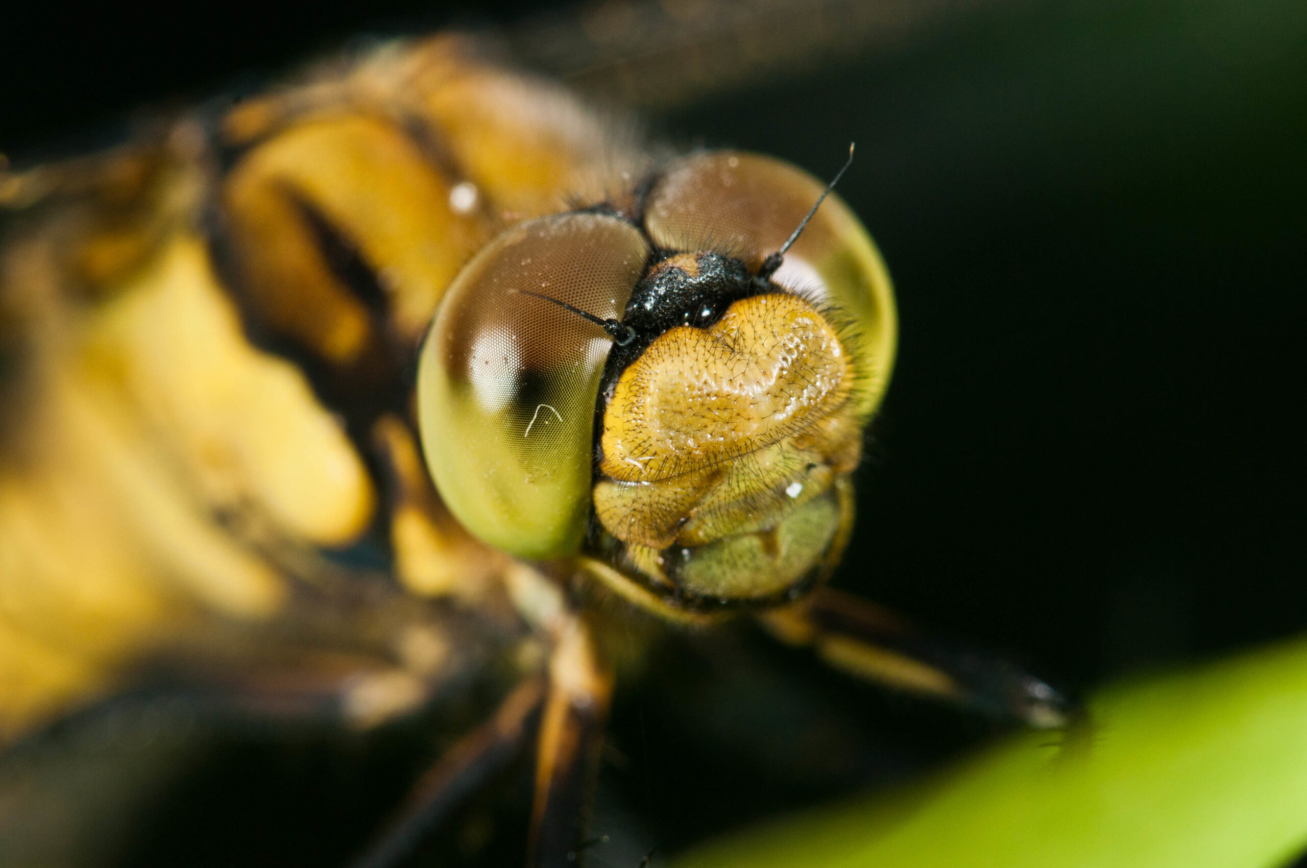 Orthetrum cancellatum