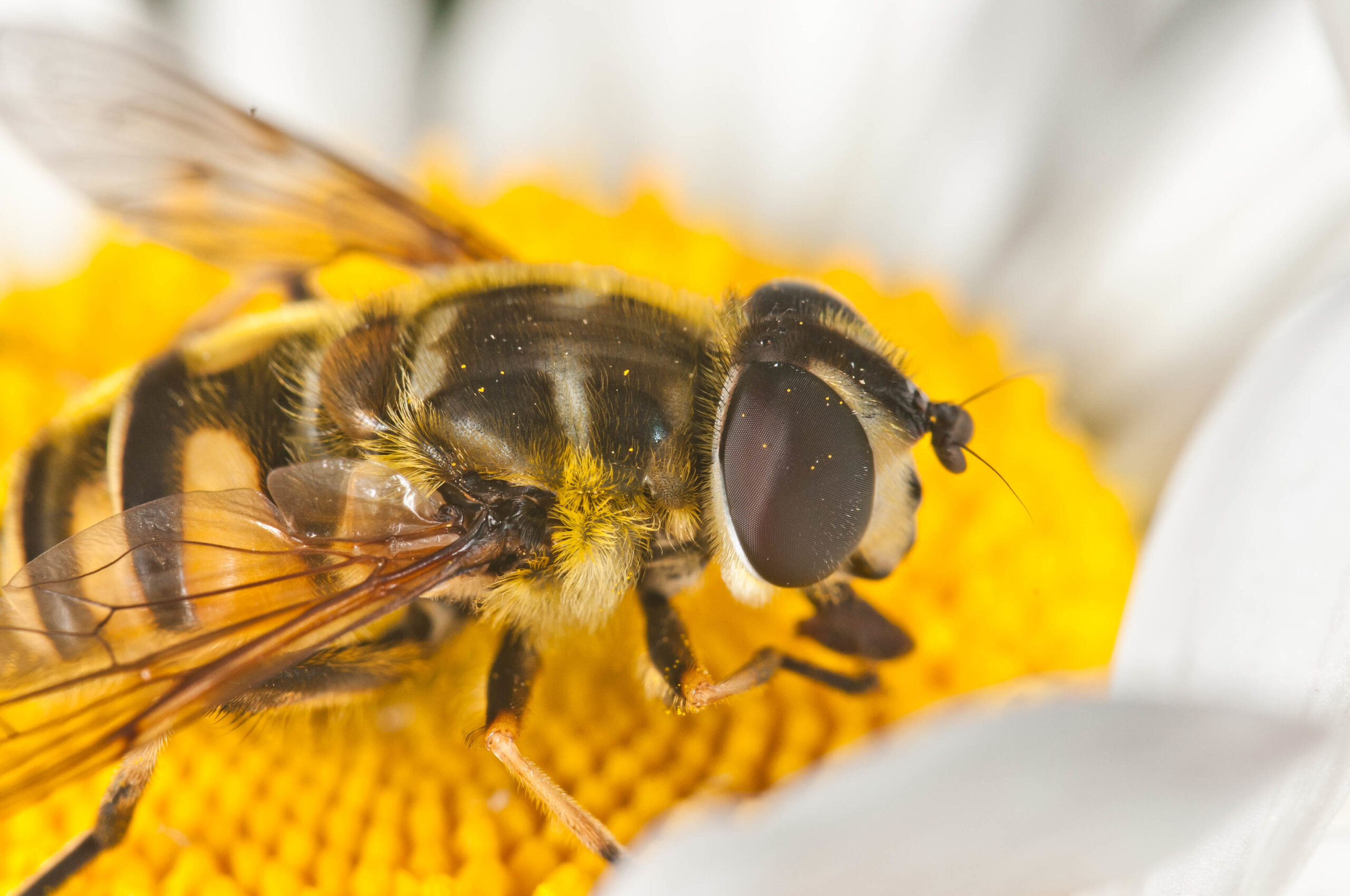 Myathropa florea