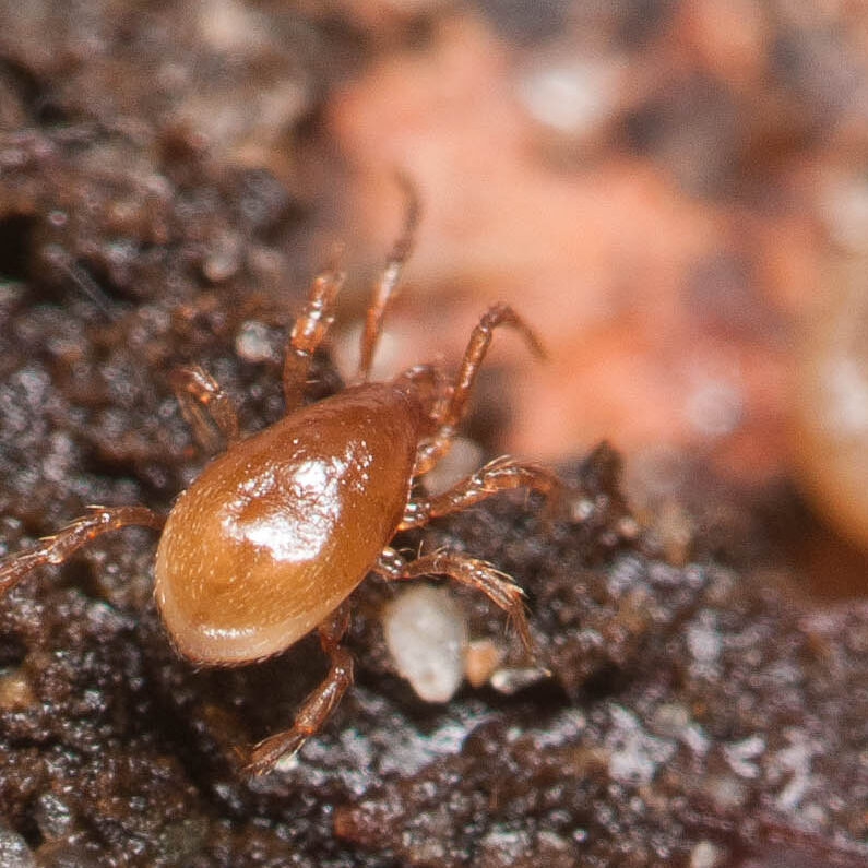 Acari sp.