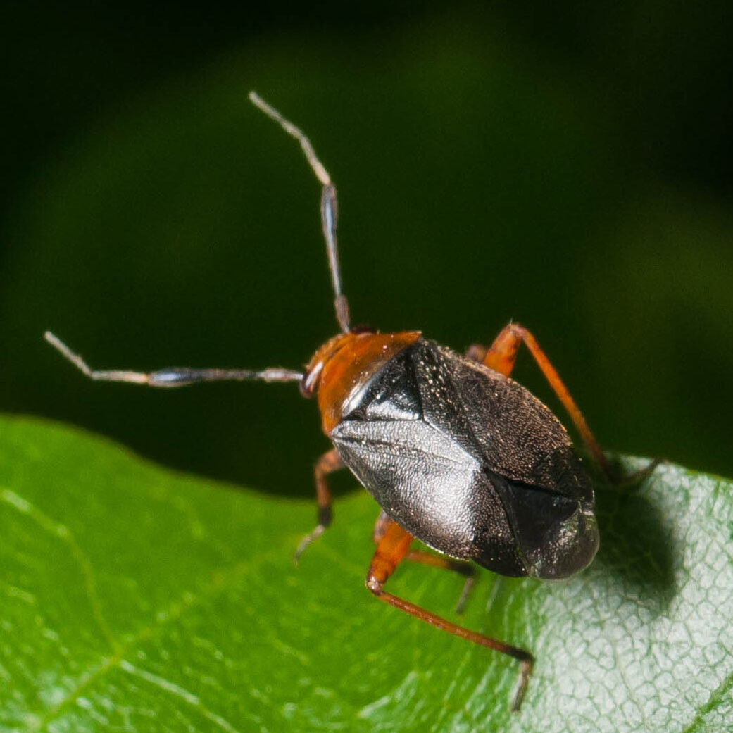 Capsus ater