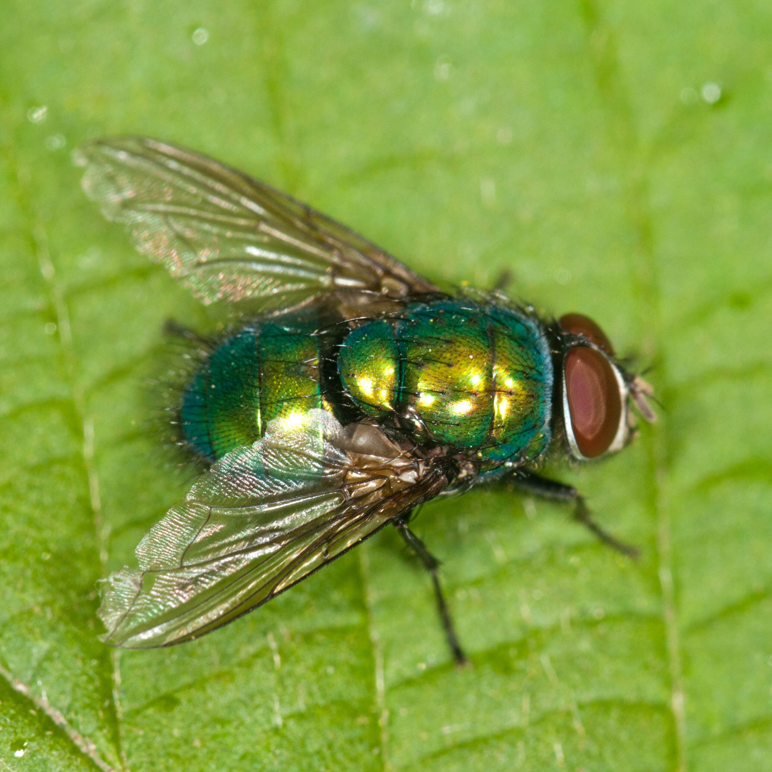 Lucilia sericata