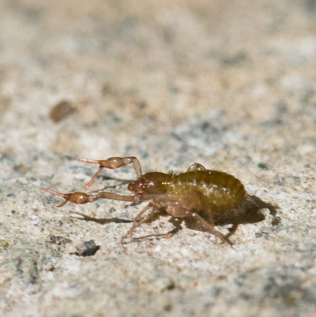 Pseudoscorpio sp.