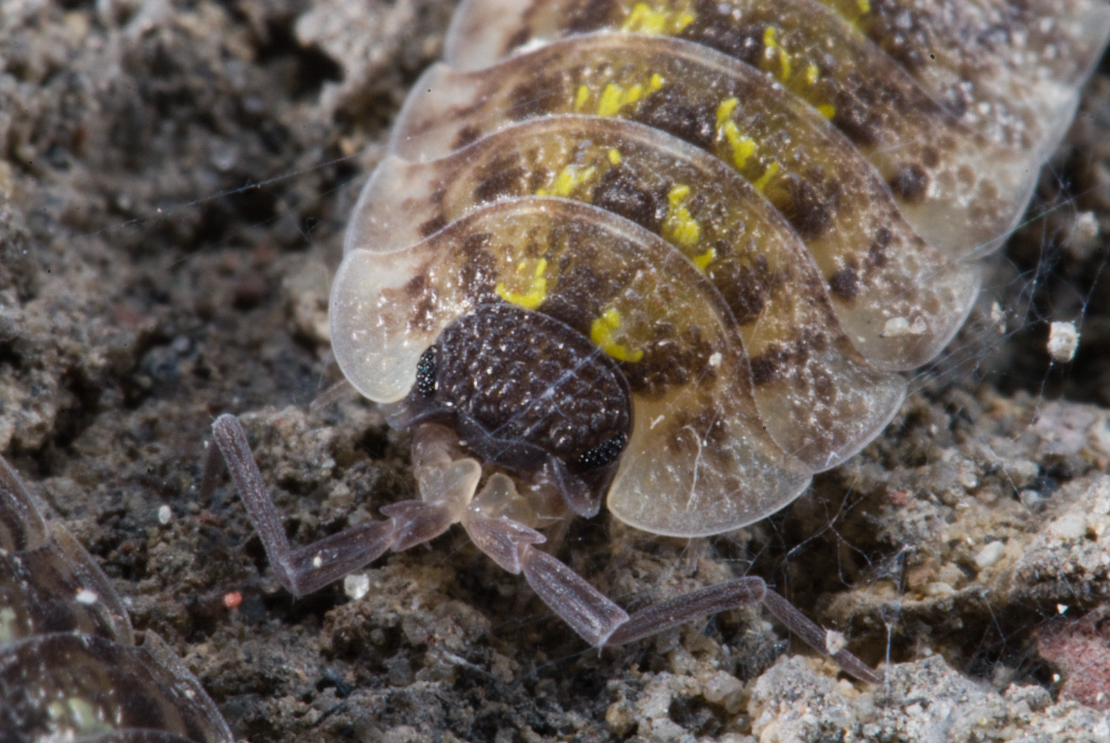 Porcellio spinicornis