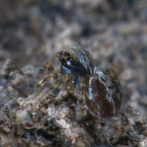 Pseudeuophrys lanigera