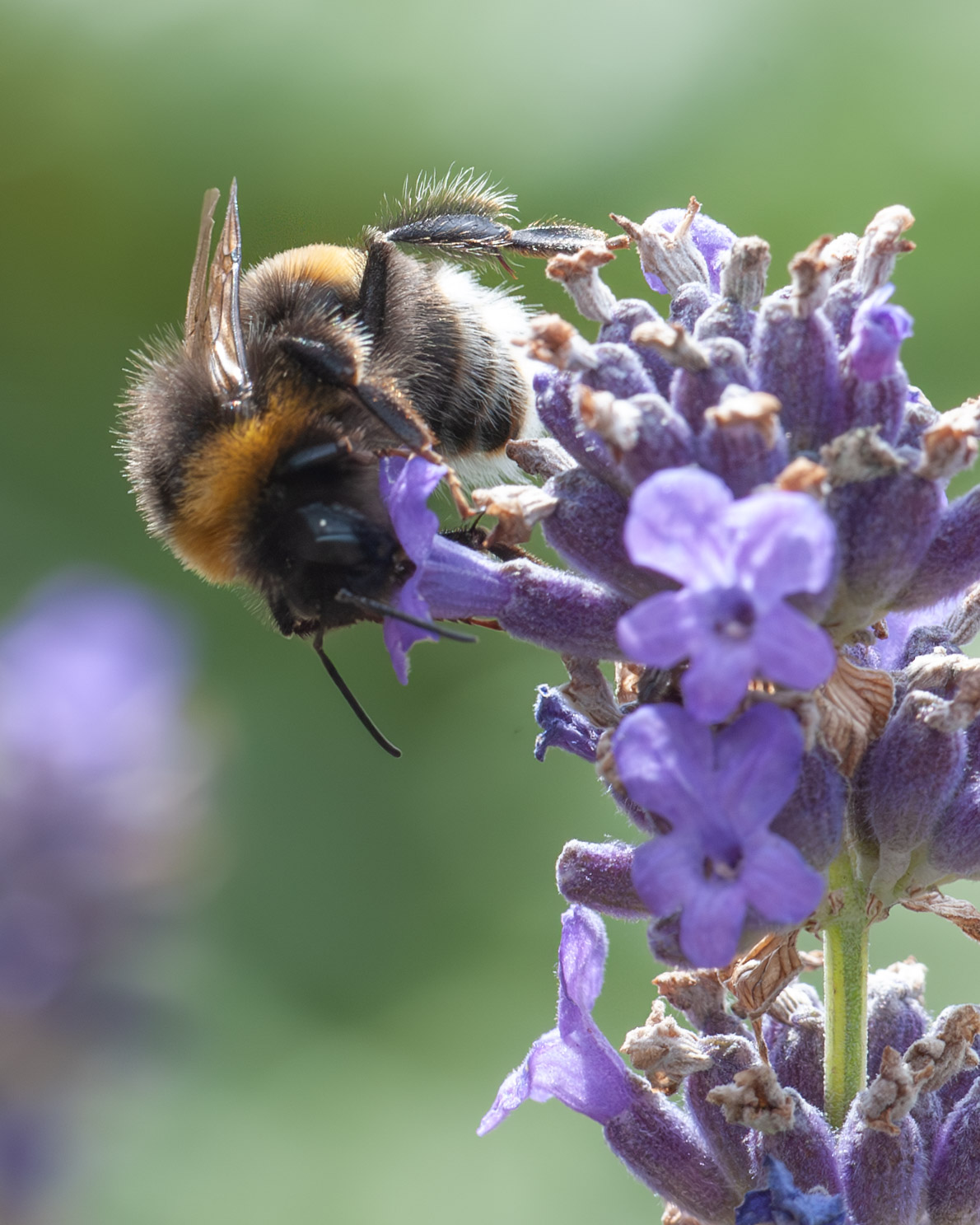 Bombus terrestris